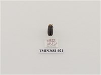 藏品(鞘翅目(1))的圖片